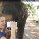 Un stylet, un Galaxy Note et un éléphant : buzz sur le net Un stylet, un Galaxy Note et un éléphant : buzz sur le net