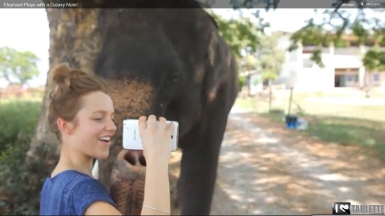 Un stylet, un Galaxy Note et un éléphant : buzz sur le net 