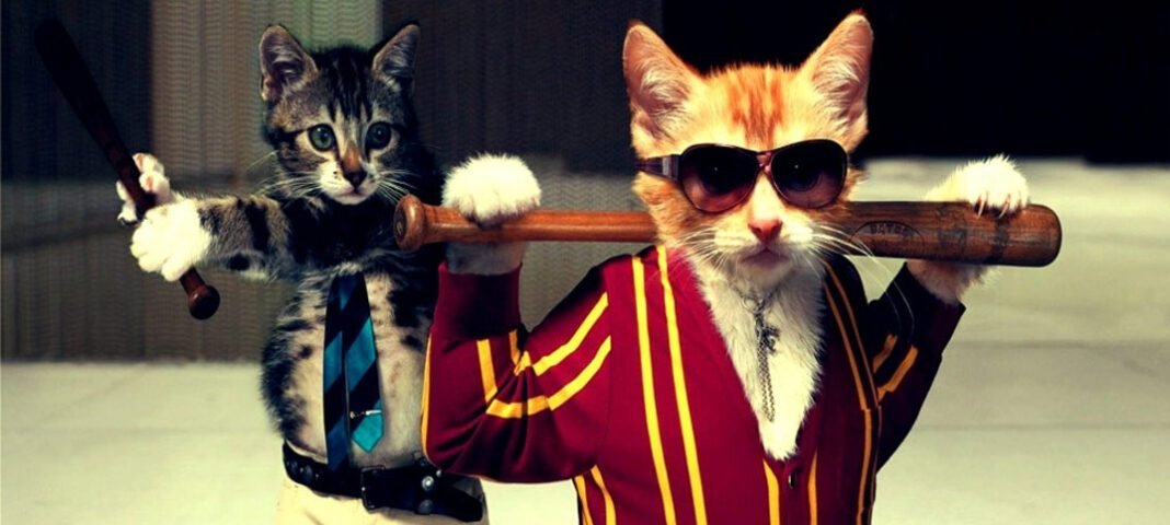 Journée internationale du chat : les meilleurs lolcats sur tablette ! 6