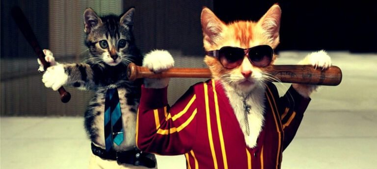 Journée internationale du chat : les meilleurs lolcats sur tablette ! 6